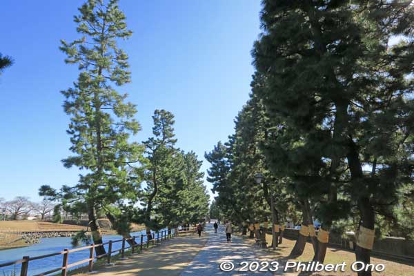 Non-stop pine trees on Soka-Matsubara. Probably the longest pine tree path I've been on.
Keywords: Saitama Soka-Matsubara pine trees Oku-no-Hosomichi