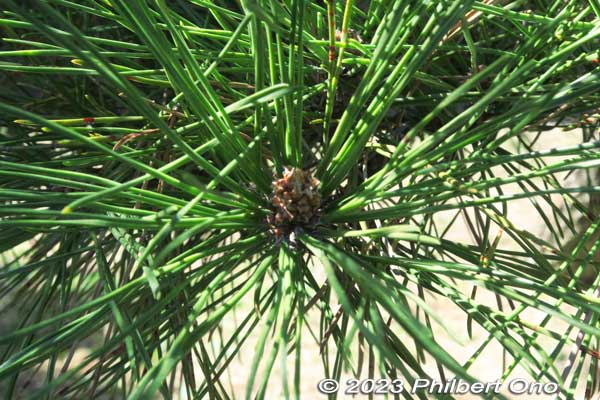 Pine cone
Keywords: Saitama Soka-Matsubara pine trees Oku-no-Hosomichi