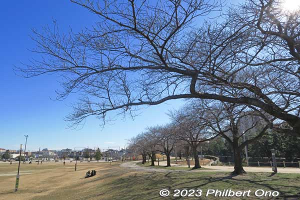 Matsubara Ayasegawa Park's cherry blossoms must be beautiful when in bloom.
Keywords: Saitama Soka-Matsubara pine trees Oku-no-Hosomichi