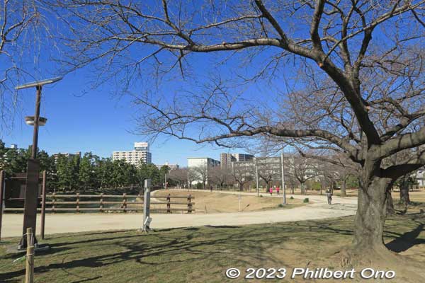 Matsubara Ayasegawa Park 
Keywords: Saitama Soka-Matsubara pine trees Oku-no-Hosomichi