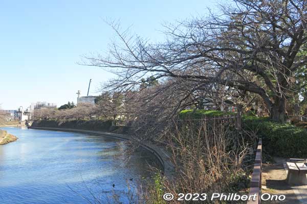 The southern end of Soka-Matsubara has Fudaba-kashi Park with cherry blossom trees and tourist information center. 札場河岸公園
Keywords: Saitama Soka-Matsubara pine trees Oku-no-Hosomichi