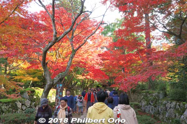 After the ticket admission booth, it's a delightful and colorful path to the temple.
Keywords: shiga aisho koto sanzan kongorinji temple fall autumn colors kotosanzan