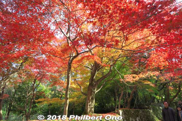 Keywords: shiga aisho koto sanzan kongorinji temple fall autumn colors kotosanzan