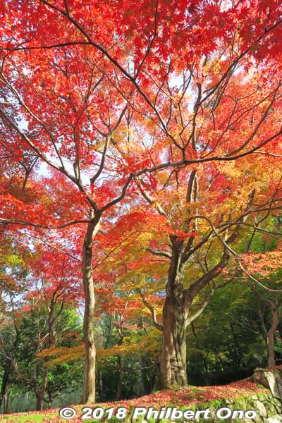 Keywords: shiga aisho koto sanzan kongorinji temple fall autumn colors kotosanzan