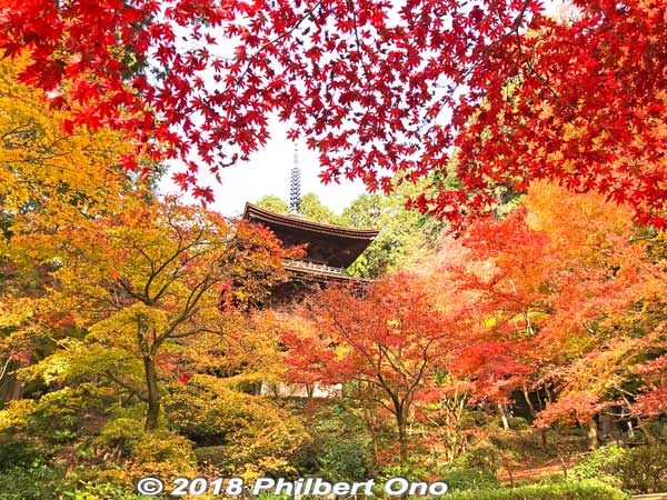 Kongorinji's three-story pagoda, National Important Cultural Property.
Keywords: shiga aisho koto sanzan kongorinji temple fall autumn leaves foliage kotosanzan pagoda