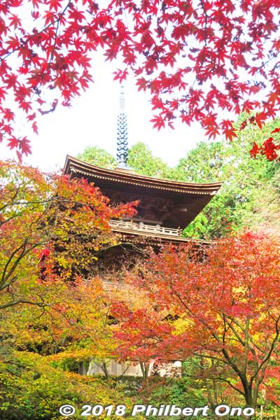 Kongorinji's three-story pagoda, National Important Cultural Property.
Keywords: shiga aisho koto sanzan kongorinji temple fall autumn leaves foliage kotosanzan pagoda