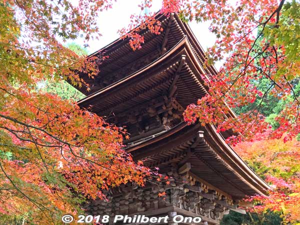 Kongorinji's three-story pagoda, National Important Cultural Property amid maple leaves.
Keywords: shiga aisho koto sanzan kongorinji temple fall autumn leaves foliage kotosanzan pagoda