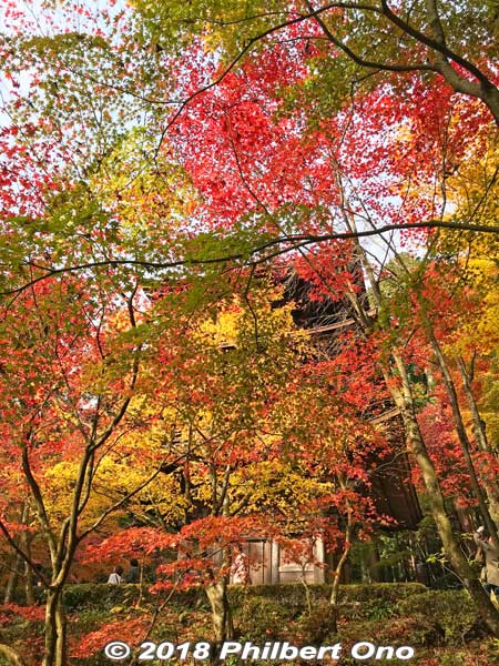 Path back to the main gate. Lots of eye candy.
Keywords: shiga aisho koto sanzan kongorinji temple fall autumn leaves foliage kotosanzan