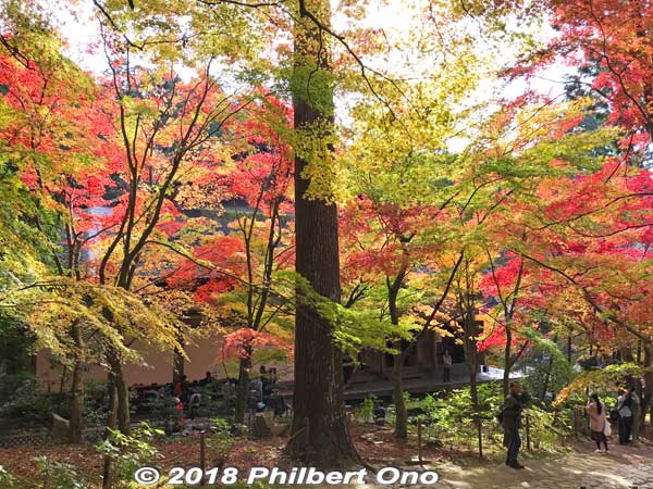 Another prime spot for autumn foliage at Kongorinji.
Keywords: shiga aisho koto sanzan kongorinji temple fall autumn leaves foliage kotosanzan