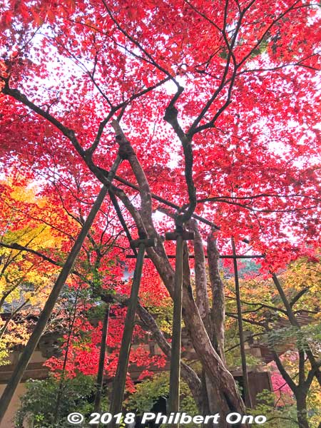 Looks like red maples are raining on you. Just spectacular.
Keywords: shiga aisho koto sanzan kongorinji temple fall autumn leaves foliage kotosanzan