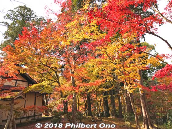 Autumn foliage near the Dojo. 
Keywords: shiga aisho koto sanzan kongorinji temple fall autumn leaves foliage kotosanzan