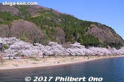 Kaizu-Osaki is famous for cherry blossoms along the lake shore. One of Japan's 100 Famous Cherry Blossom Spots.
Keywords: shiga biwako lake biwa