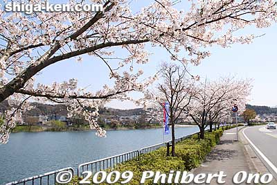 Cherry blossoms along Seta River in Otsu, Lake Biwa's only outflowing river.
Keywords: shiga lake biwako