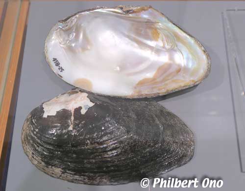 Lake Biwa pearl mussel.
Keywords: shiga lake biwako