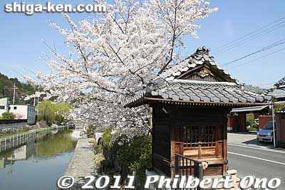 Hachiman-bori is also part of the National Important Traditional Townscape Preservation District (重要伝統的建造物群保存地区).
Keywords: shiga omi-hachiman hachiman-bori moat canal cherry blossoms sakura flowers