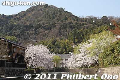Mt. Hachiman-yama is in the background. An aerial tramway goes up the mountain which was the site of Hachiman Castle.
Keywords: shiga omi-hachiman hachiman-bori moat canal cherry blossoms sakura flowers 