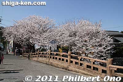 Bridge in Osugi-cho. 大杉町
Keywords: shiga omi-hachiman hachiman-bori moat canal cherry blossoms sakura flowers 