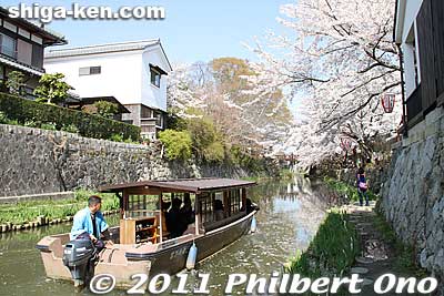 Keywords: shiga omi-hachiman hachiman-bori moat canal cherry blossoms sakura flowers boat yakata-bune