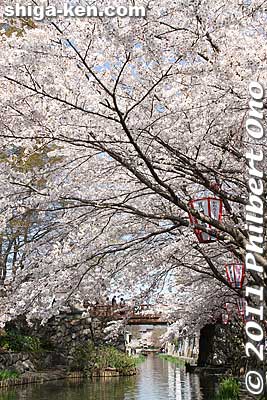 Hachiman-bori's highest concentration of cherry blossoms is near Hakuunbashi Bridge.
Keywords: shiga omi-hachiman hachiman-bori moat canal cherry blossoms sakura flowers shigabestsakura