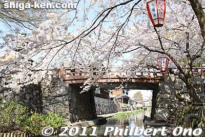 Being the heart of Hachiman-bori, Hakuunbashi Bridge is where the sakura is concentrated the most. 白雲橋
Keywords: shiga omi-hachiman hachiman-bori moat canal cherry blossoms sakura flowers shigabestsakura