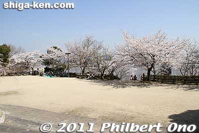 Keywords: shiga omi-hachiman hachiman-bori moat canal cherry blossoms sakura flowers
