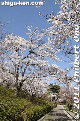 Keywords: shiga omi-hachiman hachiman-bori moat canal cherry blossoms sakura flowers