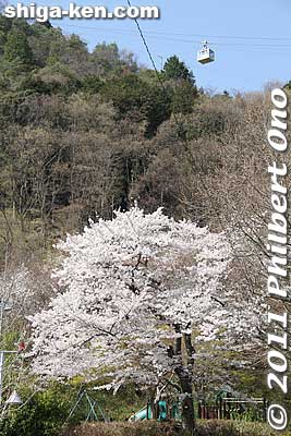 Hachiman Park is at the foot of Mt. Hachiman-yama.
Keywords: shiga omi-hachiman hachiman-bori moat canal cherry blossoms sakura flowers