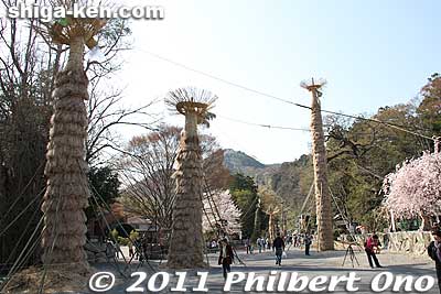 Hachiman Matsuri in Omi-Hachiman is Shiga Prefecture's biggest fire festival. Impressive even without the fire. Just look at these giant torches made of rice straw. There are more in front of Himure Hachimangu Shrine.
Keywords: shiga omi-hachiman hachiman matsuri festival fire torches shigabestmatsuri
