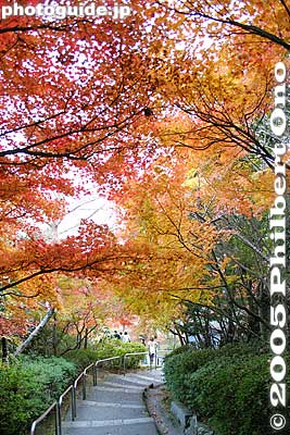 Steps to temple
Keywords: shiga prefecture omi-hachiman castle fall autumn colors