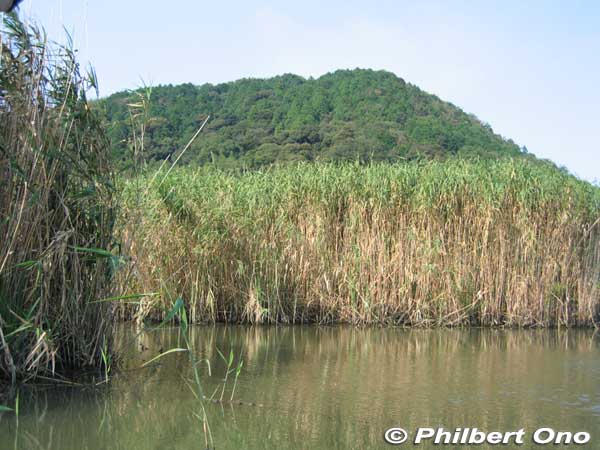 Reeds provide cover for bird nests and baby birds.
Keywords: Shiga Omihachiman suigo japanlake