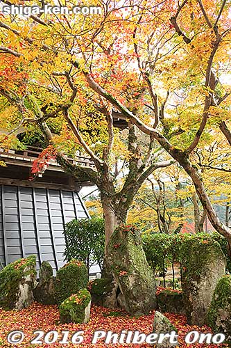Keywords: shiga higashiomi eigenji autumn zen rinzai temple maple leaves foliage