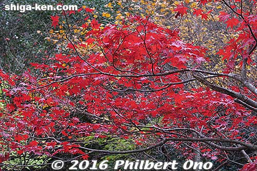 Keywords: shiga higashiomi eigenji autumn zen rinzai temple red maple leaves foliage