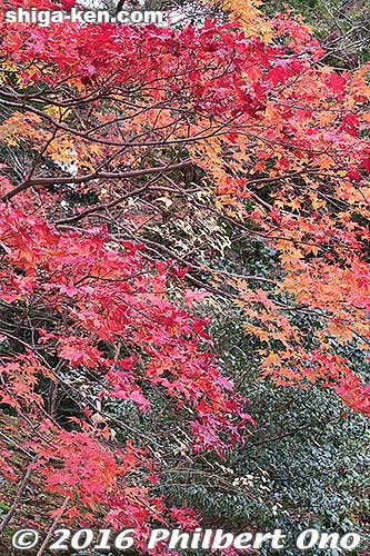 Keywords: shiga higashiomi eigenji autumn zen rinzai temple red maple leaves foliage