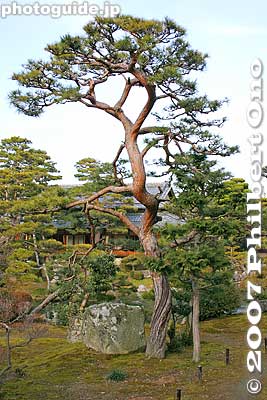 Pine tree in garden
Keywords: shiga higashiomi gokasho omi ohmi shonin merchant home house