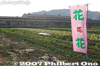 Flower farm
Keywords: shiga higashiomi gokasho field farm