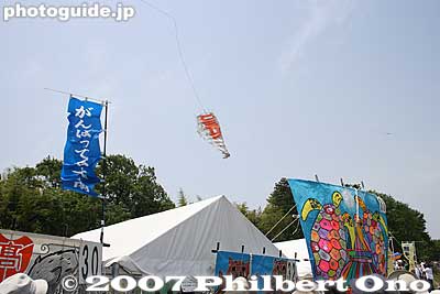Then it suddenly dove straight down and crashed head-first into the bamboo grove. Ironically, the blue banner on the left says, "Ganbatte" (Do your best).
Keywords: shiga higashiomi yokaichi odako matsuri giant kite festival