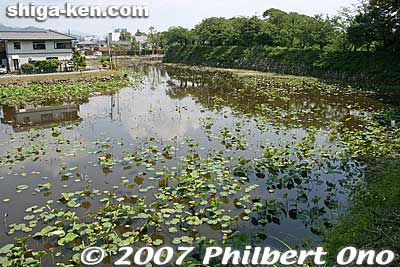 Moat has lotus.
Keywords: shiga hikone castle genkyuen japanese garden