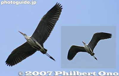 These heron birds make nests in Genkyu-en's trees.
Keywords: shiga hikone wildlife bird heron