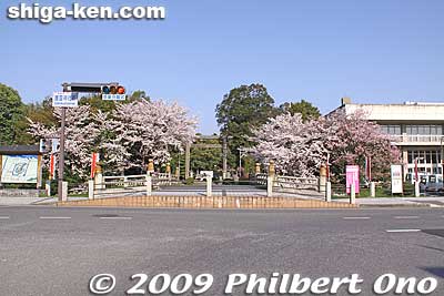 At the intersection, straight ahead is Gokoku Shrine (護国神社) dedicated to Shiga's war dead. You can go through the shrine or turn left toward Hikone Castle.
Keywords: shiga hikone castle sakura cherry blossoms