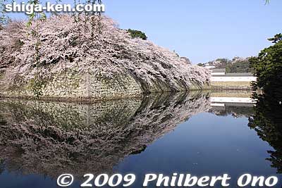 Since the construction of Hikone Castle was designated as a national project by the Tokugawa government, as many as 12 daimyo lords were ordered to assist in the construction.
Keywords: shiga hikone castle sakura cherry blossoms shigabestsakura