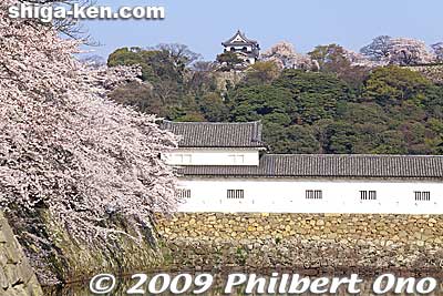 Hikone Castle was built with many structures and materials transferred other Shiga castles such as Otsu Castle, Nagahama Castle, Odani Castle, Kannonji, and Sawayama Castle. This greatly reduced the cost and time required to complete the castle.
Keywords: shiga hikone castle sakura cherry blossoms shigabestkokuho