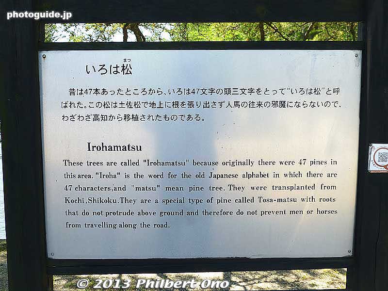 About the Iroha pine trees.
Keywords: shiga hikone castle