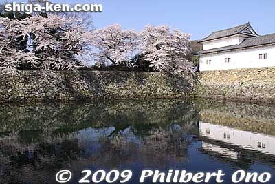 Cherry blossoms, castle moat, and Ninomaru-Sawaguchi Tamon Yagura Turret.
Keywords: shiga hikone castle sakura cherry blossoms