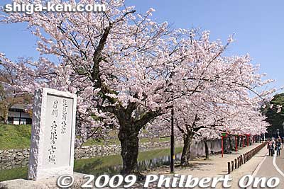 Sign says Hikone Castle is one of the "Omi Hakkei" or Eight Views of Omi in spring.
Keywords: shiga hikone castle sakura cherry blossoms