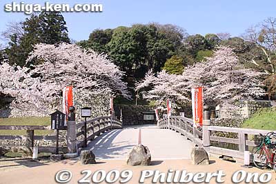 Omotemon Bridge and Gate 表門
Keywords: shiga hikone castle sakura cherry blossoms