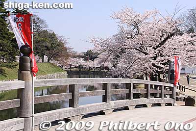 Keywords: shiga hikone castle sakura cherry blossoms
