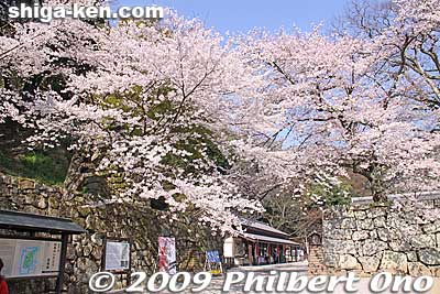 Entrance to castle. The ticket office is where you pay castle admission. You can also buy a ticket set which includes admission to Genkyuen Garden (recommended). Open 8:30 am to 5 pm.
Keywords: shiga hikone castle sakura cherry blossoms