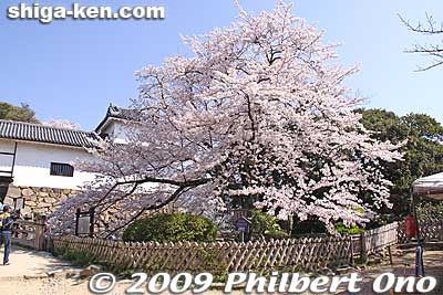 Right side of Tenbin Yagura turret in spring with cherry blossoms.
Keywords: shiga hikone castle sakura cherry blossoms