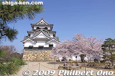 Finally you see the main castle tower or Tenshukaku. Hikone Castle was completed in 1622 after 20 years of construction by Lord Ii Naotsugu who started building the caslte in 1603 upon his deceased father Naomasa's wish.
Keywords: shiga hikone castle tower national treasure sakura cherry blossoms shigabestkokuho
