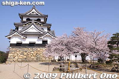 Hikone Castle's main tower is said to be originally the castle tower for Otsu Castle whose lord was Kyogoku Takatsugu. It was moved here in 1606. This main tower is designated as a National Treasure.
Keywords: shiga hikone japancastle tower national treasure sakura cherry blossoms shigabestkokuho shigabestsakura